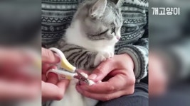 고양이 발톱깎기 겟잇뷰티냥~ 💅 Cat Manicure day Get it... 발톱깎기 겟잇뷰티냥~ 💅 Cat Manicure day Get it beauty 2018