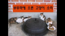 [효과음/저작권없는] 부뚜막에 오른 고양이 울음소리 - kakaoTV [효과음/저작권없는] 부뚜막에 오른 고양이 울음소리