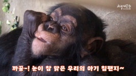 침팬지 까미에게 동생이 생겼어요~ - kakaoTV 침팬지 까미에게 동생이 생겼어요~