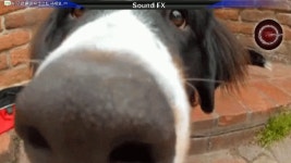 강아지 냄새 맡는 소리 킁킁 소리 유튜브 무료 음악 효과음 Sound- FX - kakaoTV 강아지 냄새 맡는 소리 킁킁 소리 유튜브 무료 음악... 