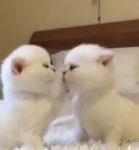 [강아지개고양이] 뽀뽀안돼 - kakaoTV [강아지개고양이] 뽀뽀안돼