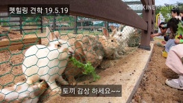 솔미농장에서 업로드한 동영상 - kakaoTV 솔미농장에서 업로드한 동영상