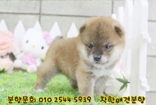 시바견 분양 [시바이누분양] 수원 강아지분양 금천구 , 구로구... 수원 강아지분양 금천구 , 구로구 , 영등포 , 용산 , 양천구 , 은평구