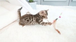 2배속아니죠, 똥꼬발랄 뱅갈냥이! - kakaoTV 2배속아니죠, 똥꼬발랄 뱅갈냥이!