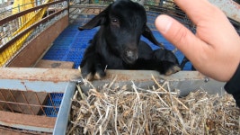 솔미농장펜션에서 업로드한 동영상 - kakaoTV 솔미농장펜션에서 업로드한 동영상