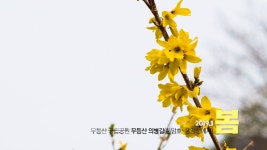 2019년 봄의 스틸사진, 개나리 무등산국립공원 의병길에서 - kakaoTV 2019년 봄의 스틸사진, 개나리 무등산국립공원 의병길에서