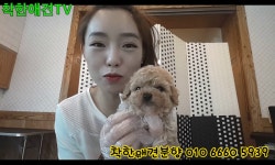 토이푸들 분양 정보 [착한애견분양본점 ] 수원 강아지분양 , 화성 , 동탄 , 안산 , 안양 - kakaoTV 토이푸들 분양 정보 [착한애견분양본점 ] 수원... 