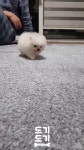 총총총 카메라로 돌진하는 솜탱이 - kakaoTV 총총총 카메라로 돌진하는 솜탱이