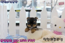 요크셔테리어 분양 [착한애견분양본점] 강아지분양 - kakaoTV 요크셔테리어 분양 [착한애견분양본점] 강아지분양 