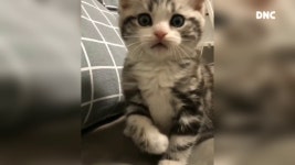 세수하는 아기 고양이 - kakaoTV 세수하는 아기 고양이