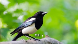 새소리 까치 소리 울음 소리 5개 모음 - 무료 효과음 소리 음원 브금 소스 BGM ost 다운로드 - kakaoTV 새소리 까치 소리 울음 소리 5개 모음... 