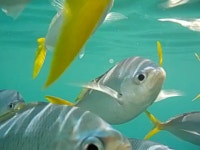 물반 고기반 - kakaoTV 물반 고기반