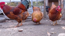 단조의 동물농장 7화_20151028 - kakaoTV 단조의 동물농장 7화_20151028