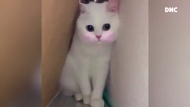 수줍은 고양이 새색시~ 분홍분홍해~🧡 Shy cat, Pink Pretty~ - kakaoTV 수줍은 고양이 새색시~ 분홍분홍해~🧡 Shy cat, Pink Pretty~