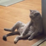 벽에 기대서 멍 때리는 고양이 ㅋㅋㅋㅋㅋ - kakaoTV 벽에 기대서 멍 때리는 고양이 ㅋㅋㅋㅋㅋ