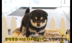 시바견 분양방법 [착한애견분양] 강아지분양방법 종로 중구 용산... 분양방법 [착한애견분양] 강아지분양방법 종로 중구 용산 광진구... 