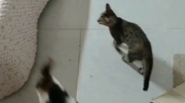 입양간 복둥이 한마리 근황.이름은 마루가 되었습니다. - kakaoTV 입양간 복둥이 한마리 근황.이름은 마루가 되었습니다.