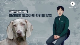 재난위기 대비 반려동물 안전하게 지키기 위한 방법 [애니멀TV] - kakaoTV 재난위기 대비 반려동물 안전하게 지키기 위한 방법 [애니멀TV]