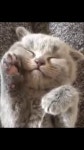 야무지게 먹는 꿈 꾸는 냥이 ㅋㅋ - kakaoTV 야무지게 먹는 꿈 꾸는 냥이 ㅋㅋ