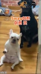 hey~주인! 드랍 더 비트..남다른 흥으로 리듬 타는 댕댕이 - kakaoTV hey~주인! 드랍 더 비트..남다른 흥으로 리듬 타는 댕댕이
