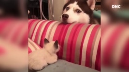 시베리안 허스키와 고양이의 사랑 ❤️ - kakaoTV 시베리안 허스키와 고양이의 사랑 ❤️