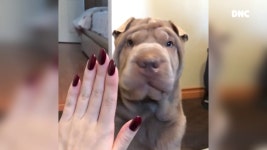귀찮아 죽겄네~ 자꾸 하이파이브 하자는 집사에 강아지 반응 Dog with a high five - kakaoTV 귀찮아 죽겄네~ 자꾸 하이파이브 하자는... 