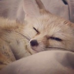 잠도 예쁘게 자는 사막여우 😴💤 - kakaoTV 잠도 예쁘게 자는 사막여우 😴💤