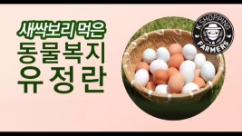 🥚 새싹보리 먹고 낳은 동물복지 유정란을 소개해 드립니다.🐔 국내 - kakaoTV 지금 어떤 계란을 드시고 계시나요? 🥚  새싹보리 먹고 낳은... 
