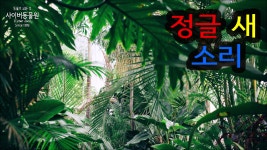 정글 새 소리 - kakaoTV 정글 새 소리