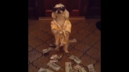 재벌 강아지 - kakaoTV 재벌 강아지