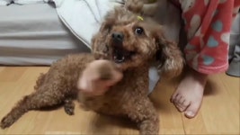 우리집 귀염둥이 강아지 코코를 소개합니다.^^ - kakaoTV 우리집 귀염둥이 강아지 코코를 소개합니다.^^