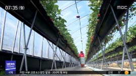 바닷바람 맞고 자란 통영 금딸기 맛보세요 - kakaoTV 바닷바람 맞고 자란 통영 금딸기 맛보세요