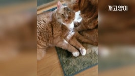 여봉~ 오늘은 내가 꽃단장 시켜줄게용~❤️ Cat, Honey I will make you beautiful - kakaoTV 여봉~ 오늘은 내가 꽃단장... 