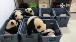 바구니 속 아기 판다 - kakaoTV 바구니 속 아기 판다