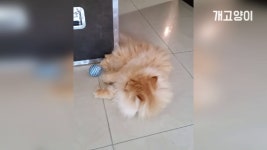 느긋한 아침 맞이하는 고양이의 자세 Relaxed morning cats attitude - kakaoTV 느긋한 아침 맞이하는 고양이의 자세 Relaxed... 