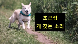 [효과음/저작권없는] 초근접 개 짖는 소리 - kakaoTV [효과음/저작권없는] 초근접 개 짖는 소리 