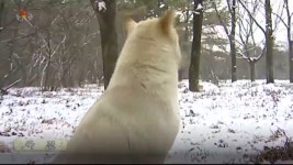 [숏토리] 문재인 대통령은 풍산개 마니아 (feat. 곰이 송강 마루) - kakaoTV [숏토리] 문재인 대통령은 풍산개 마니아 (feat. 곰이 송강 마루)