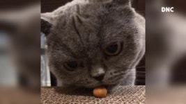 고양이 심쿵 간식 먹방 Cat eating show so cute - kakaoTV 고양이 심쿵 간식 먹방 Cat eating show so cute