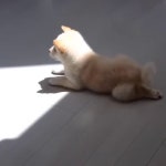 처음 본 햇살을 만지고 싶었던 시바새끼 - kakaoTV 처음 본 햇살을 만지고 싶었던 시바새끼