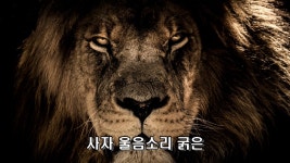 사자 소리 효과음 5가지, 울음 소리, 껄떡, 배고픈, 으르렁 - kakaoTV 사자 소리 효과음 5가지, 울음 소리, 껄떡, 배고픈, 으르렁