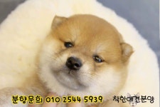 시바견 시바이누 분양 전문 [착한애견분양본점] 분당 강아지분양 , 강남 , 서울  - kakaoTV 시바견 시바이누 분양 전문 [착한애견분양본점] 분당... 
