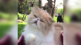 가든 그루밍 중인 페르시안 고양이 Persian cat garden grooming GRWM - kakaoTV 가든 그루밍 중인 페르시안 고양이 Persian cat... 