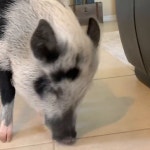 배고픈 돼지 입맛 쩝쩝 다시기~ - kakaoTV 배고픈 돼지 입맛 쩝쩝 다시기~