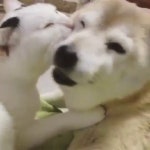 개좋아 - kakaoTV 개좋아