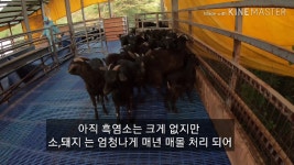 솔미농장펜션에서 업로드한 동영상 - kakaoTV 솔미농장펜션에서 업로드한 동영상