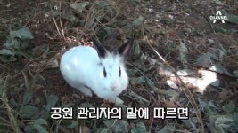 [숏토리]토끼야 몽마르뜨 공원에는 왜 왔니? (갠소각) - kakaoTV [숏토리]토끼야 몽마르뜨 공원에는 왜 왔니? (갠소각)