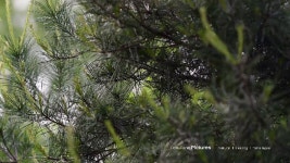 자연의 산뜻한 힐링 타임ㅣ꾀꼬리새, 계곡물소리ㅣ봄 용문산ㅣ3시간ㅣThe Nature of Korea - kakaoTV 자연의 산뜻한 힐링... 