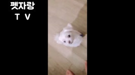 목소리 좋은 주인에 이쁜강아지 ^ㅡ^ - kakaoTV 목소리 좋은 주인에 이쁜강아지 ^ㅡ^