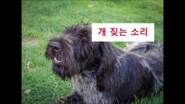 [효과음/저작권없는] 개 짖는 소리 - kakaoTV [효과음/저작권없는] 개 짖는 소리 