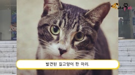 종암경찰서 찾아온 길고양이 새 가족 찾아준 경찰서 식구들 - kakaoTV 종암경찰서 찾아온 길고양이 새 가족 찾아준 경찰서 식구들